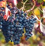 Image result for Signs of Overwatering Grapevines
