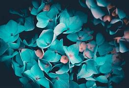 Image result for Teal Blue Flowers