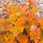Physocarpus opulifolius Amber Jubilee に対する画像結果