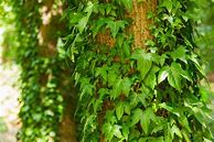 Image result for Ivy on Trees