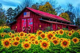 Image result for Sunflower Sun with a Barn Clip Art