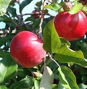 Image result for Apple Tree Images. Free
