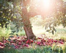 Image result for Autumn Leaves Apple Tree