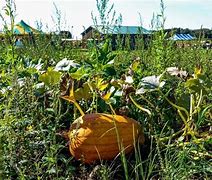 Image result for Pumpkin Picking in Finger Lakes