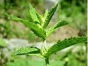 Image result for Difference Between Peppermint and Spearmint