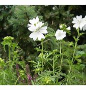 Image result for Malva Moschata Perfection Mixture
