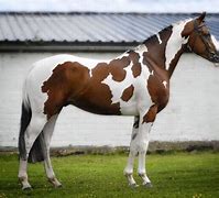 Image result for American Paint Horse