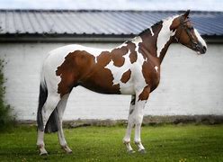 Image result for Roan American Paint Horse