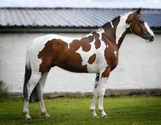 Image result for American Paint Horse Breed