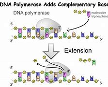 Image result for Complementary DNA Strand Sequence