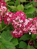 Image result for Hydrangea arborescens Ruby Annabelle