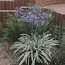 Image result for Agapanthus BRILLIANT BLUE