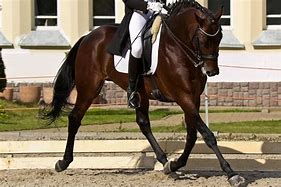 Image result for Dressage Horse and Rider Hi Res Image