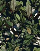 Image result for HD Botanical Wallpaper