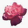 Image result for Aesthetic Flower No Background