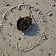Image result for Round Things in Nature