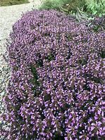Image result for Teucrium lucidrys (x)
