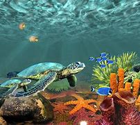 Image result for Underwater Desktop Themes