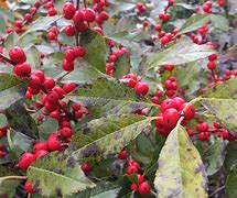 Image result for Evergreen Vines Zone 8