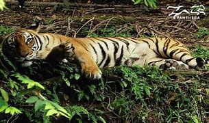 Image result for Tiger Poaching