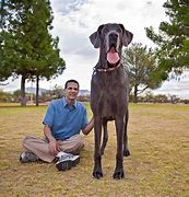 Image result for What Is the Biggest Dog in the World