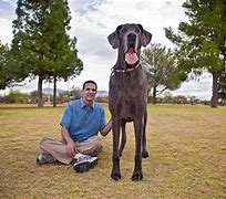 Image result for Largest Dog Ever