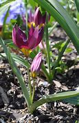 Image result for Tulipa humilis Odalisque