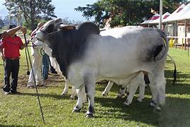 Image result for Cattle in Sudasn