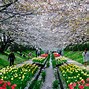Image result for Yokohama Cherry Blossom Path
