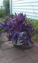 Image result for Vigoro Purple Plants