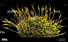 Image result for Moss Plant