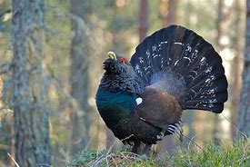 Image result for gallipavo