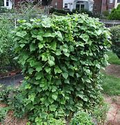 Image result for 10 Foot Yard