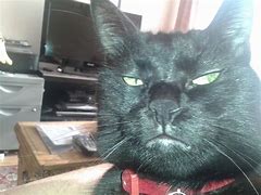 Image result for Black Cat Selfie Meme