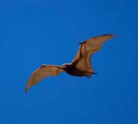 Image result for Great Fruit-Eating Bat