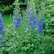 Image result for Delphinium Summer Skies (Pacific-Giant-Group)