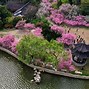Image result for Cherry Blossom Festival Japan