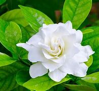 Image result for gardenia