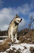 Image result for Alaskan Malamute Wolf Mix
