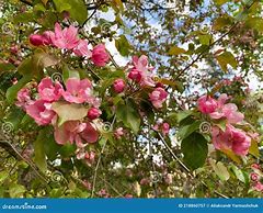 Image result for Winesap Apple Tree Flowering