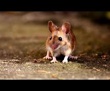 Image result for Mouse at Night