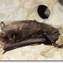 Image result for Indiana Bat Nesting Season
