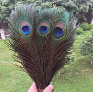 Image result for Real Peacock Feathers