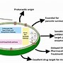 Image result for Antimalarial Drugs