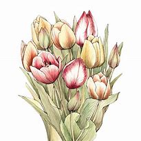 Image result for Tulip Bouquet Drawing