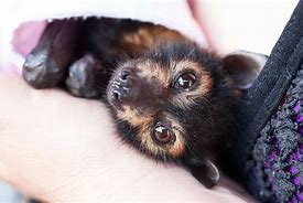 Image result for Cute Flying Fox Pics