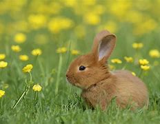 Image result for Bunny Rabbit