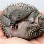 Image result for Echidna Appearance