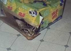 Image result for The Cat That Went On Journey to Sundrop Place with His Sister