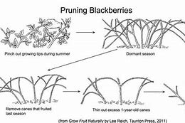 Image result for How to Trim a BlackBerry Bush